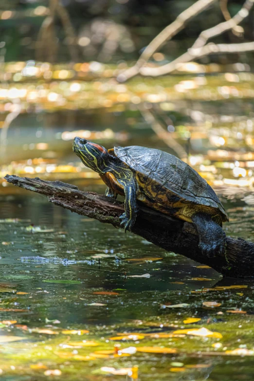 a turtle perched on a nch in a creek