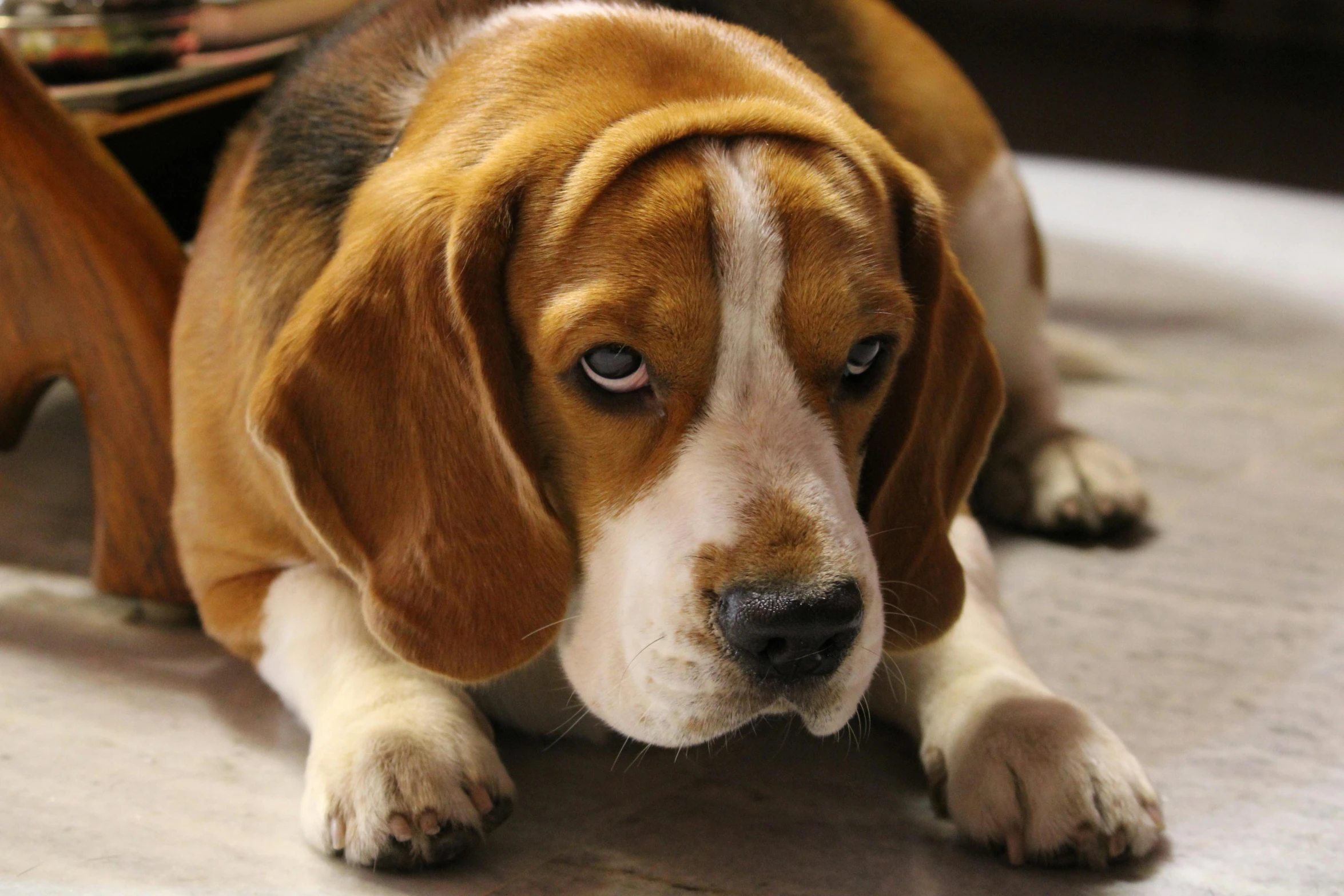 a dog on the floor staring at soing