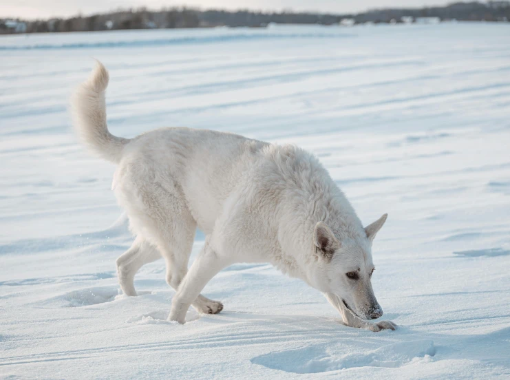 a white wolf walking on the snow by itself