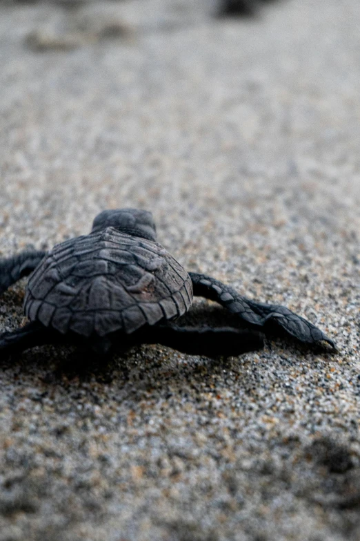 a baby turtle sitting on top of sandy ground