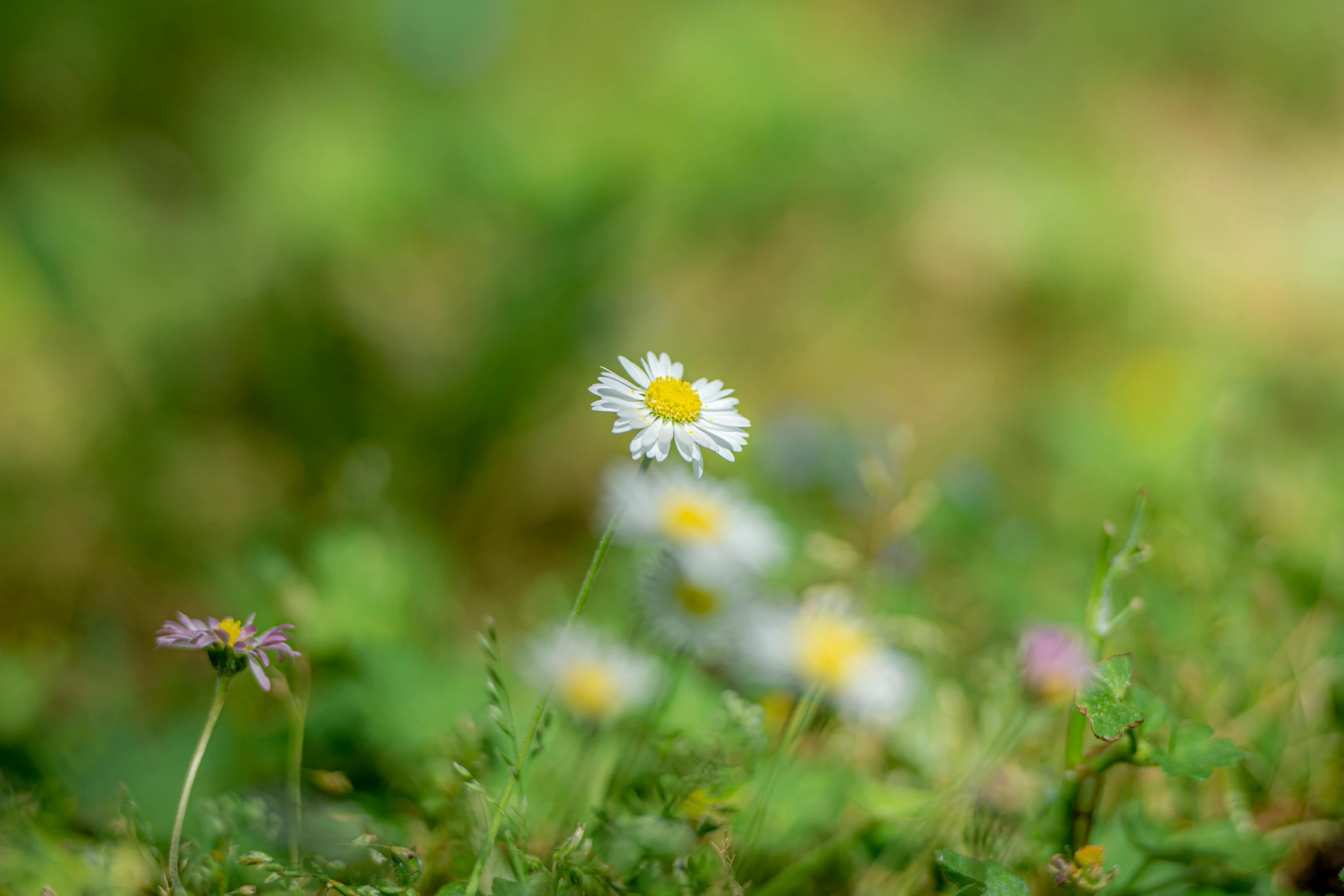 a couple of white flowers and purple flowers