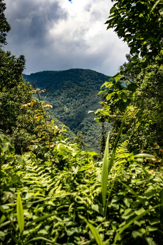 the forest is very deep in the mountainside