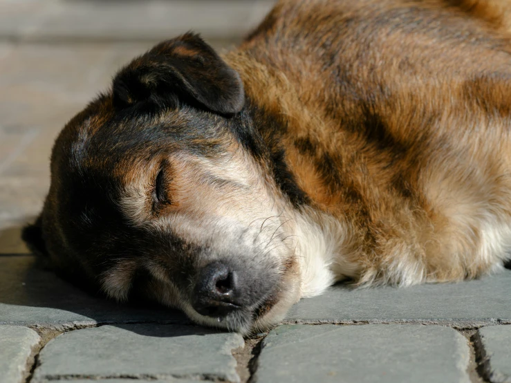 a close - up of a dog's head resting on the ground