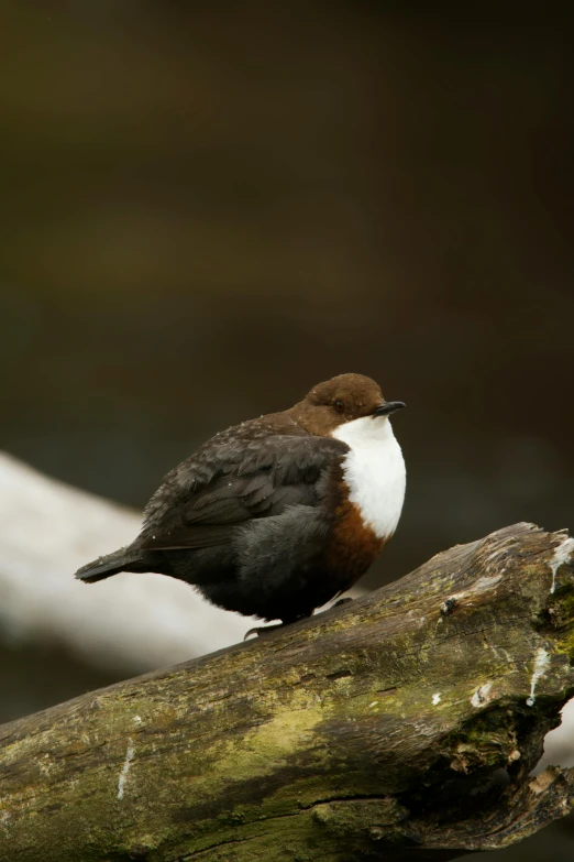 a small bird sitting on top of a nch