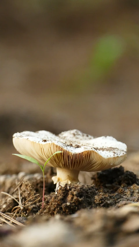 a small mushroom sitting in the ground