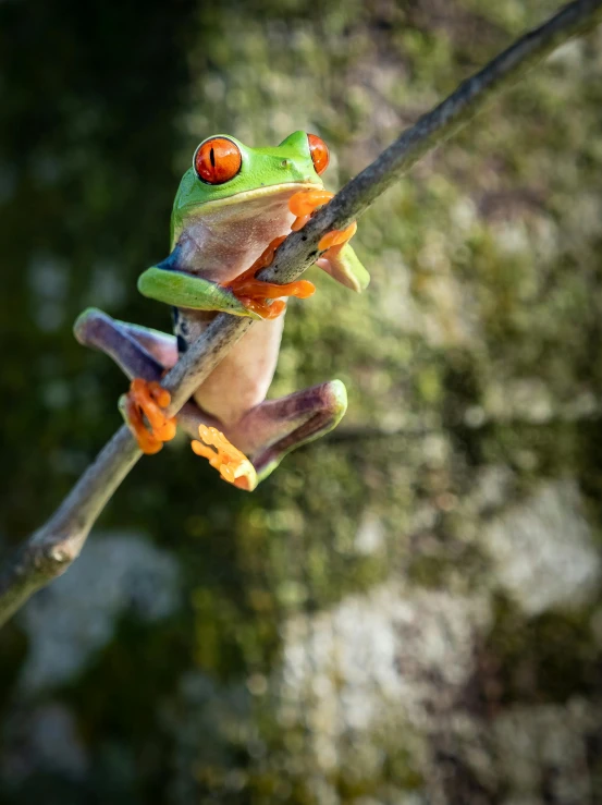 a red eyed tree frog on a nch