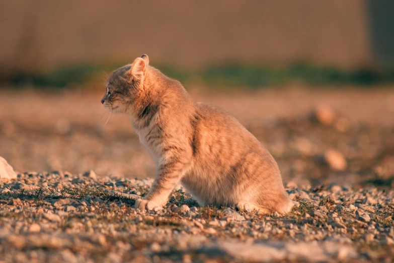 a young cat sitting on top of a gravel covered ground