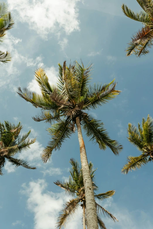 a group of trees are against a blue sky