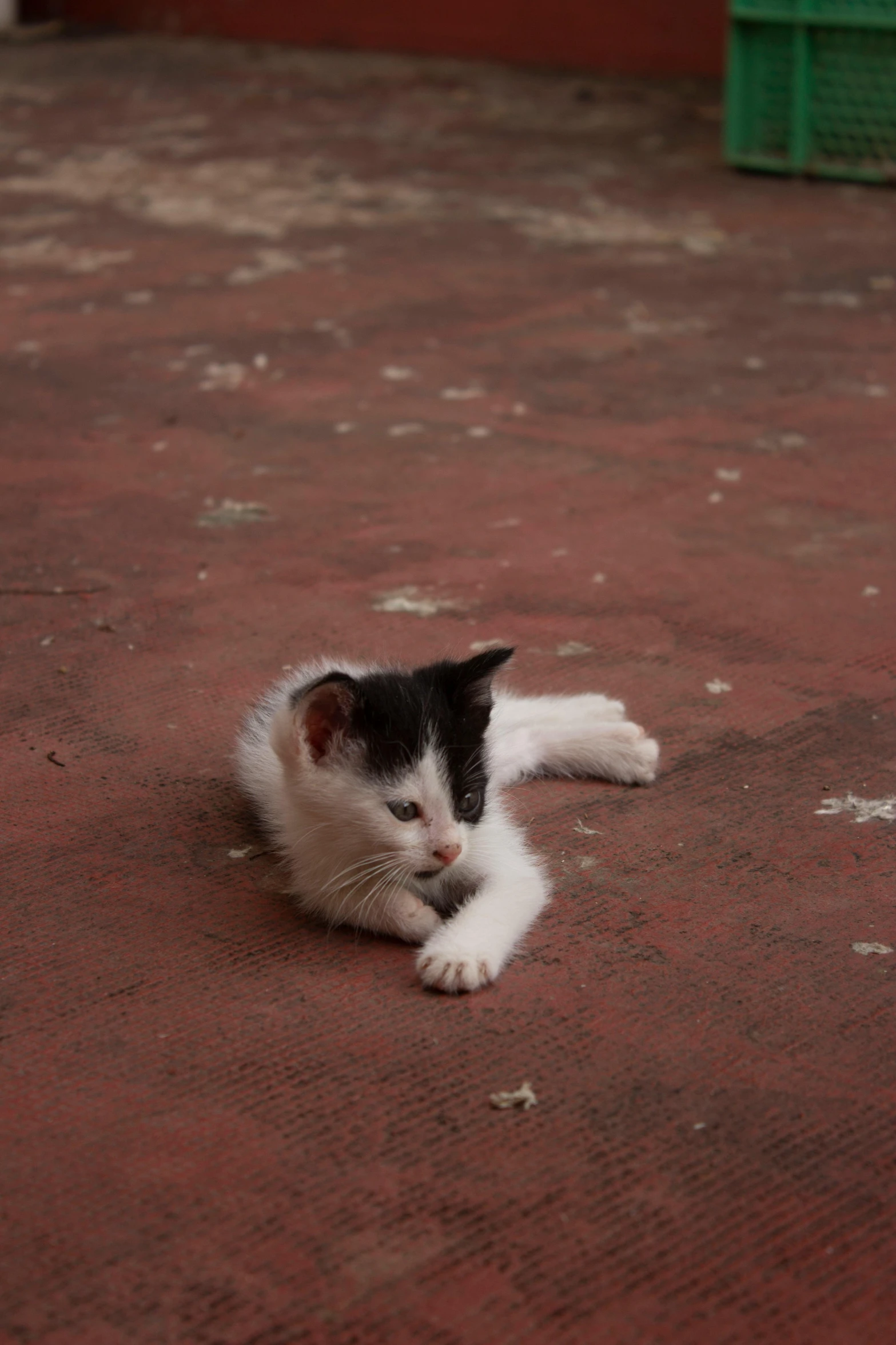 a kitten is laying on the ground playing with soing