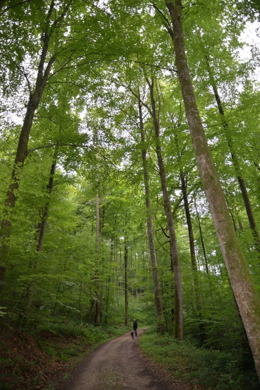 a person walking through the woods on a trail