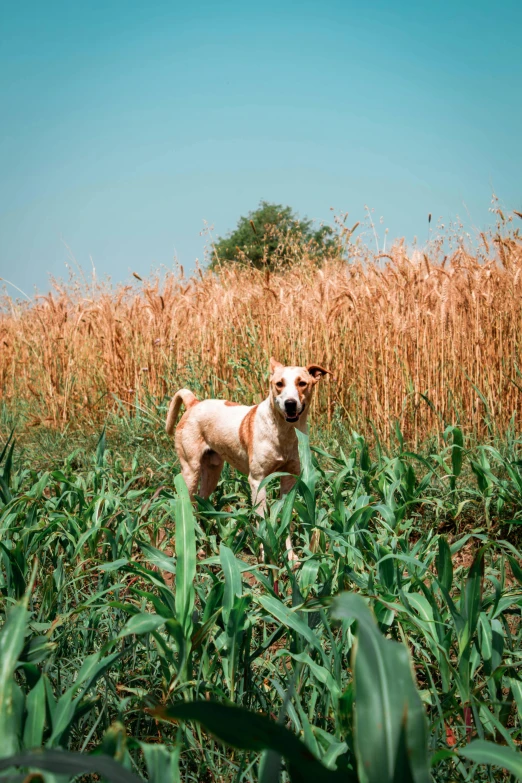 a dog stands in a corn field