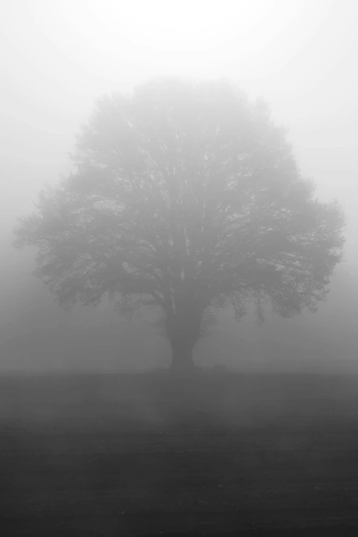 a lone tree standing in the fog on a gloomy day