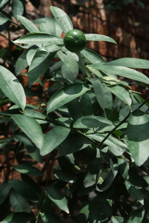 green leaves on tree with water droplets from them