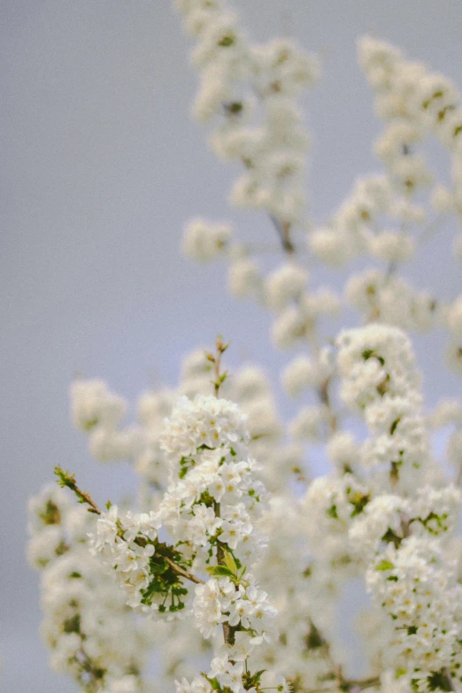 white flowers bloom on a tree in the afternoon