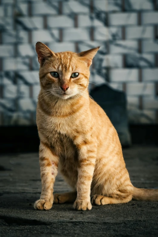 an orange cat sitting in front of a brick wall