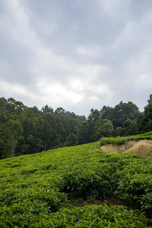 an open grassy area with trees and bushes in the background