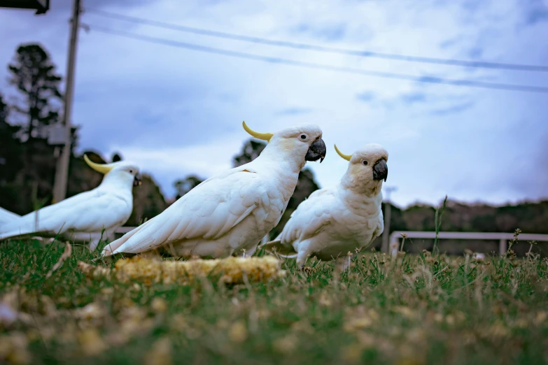 three white birds in the middle of a field