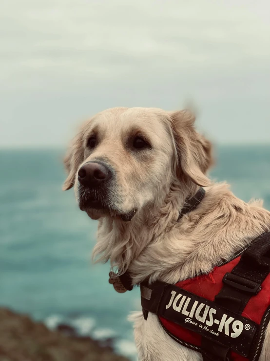 a yellow lab wearing a red vest by a body of water