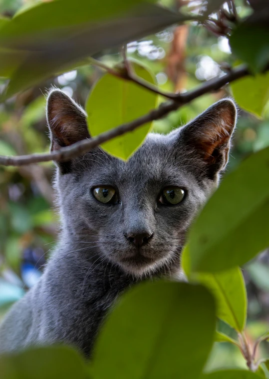 a cat staring out from behind a tree