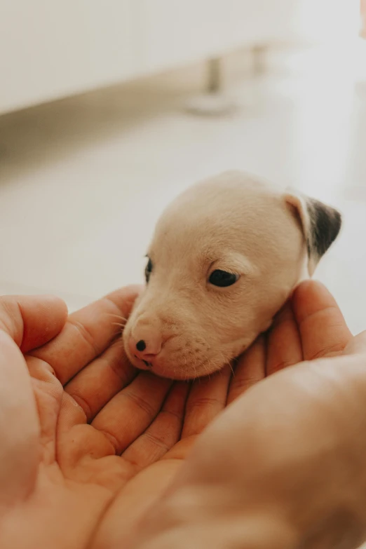 a puppy looking at the camera being held by someone's hands