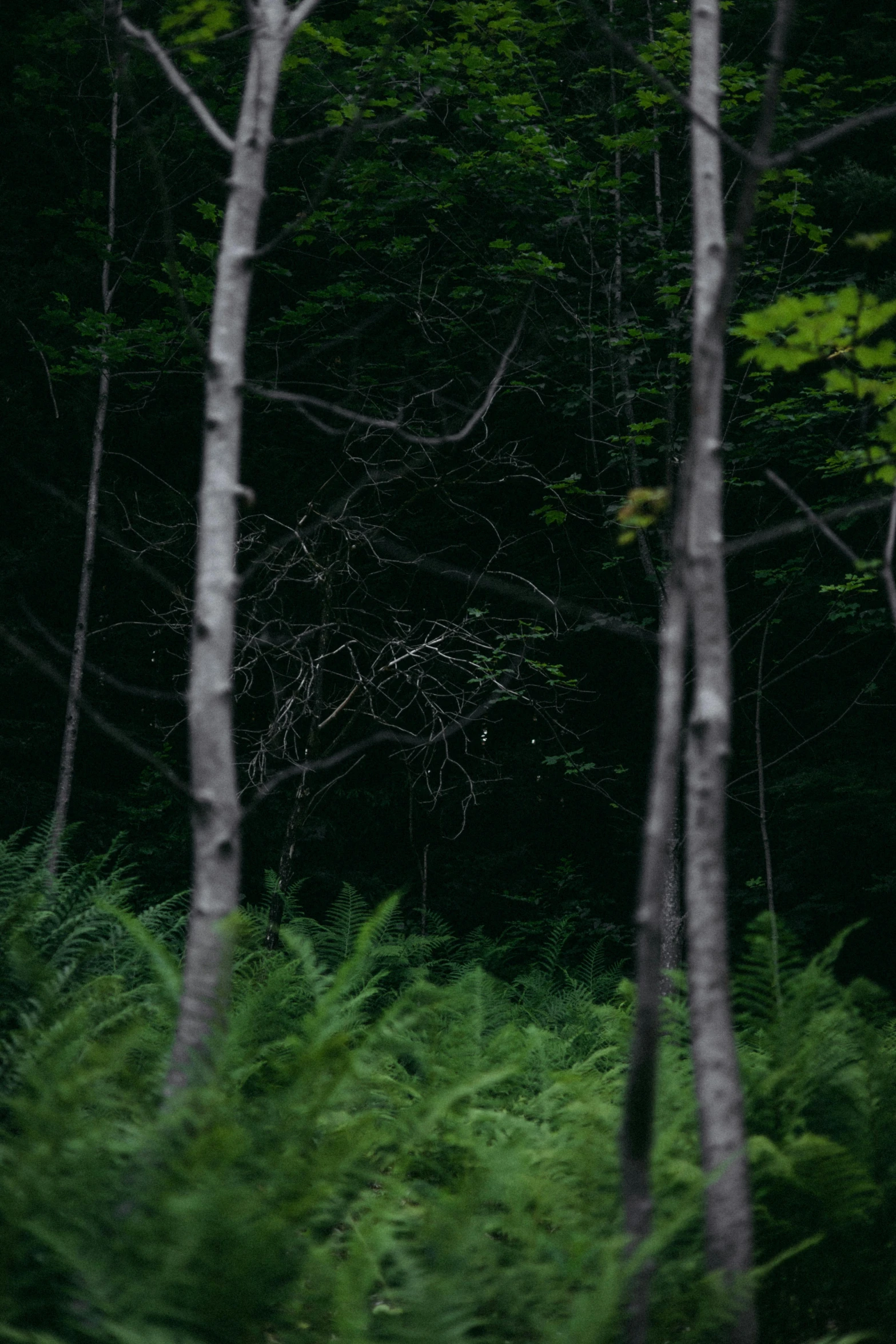 two trees and green grass near each other