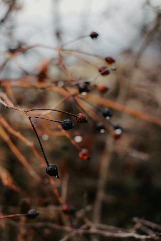 a plant with lots of small leaves is next to the trees