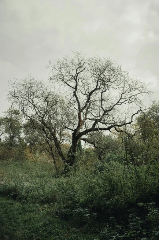 the sky is gray and cloudy, and there is a tree