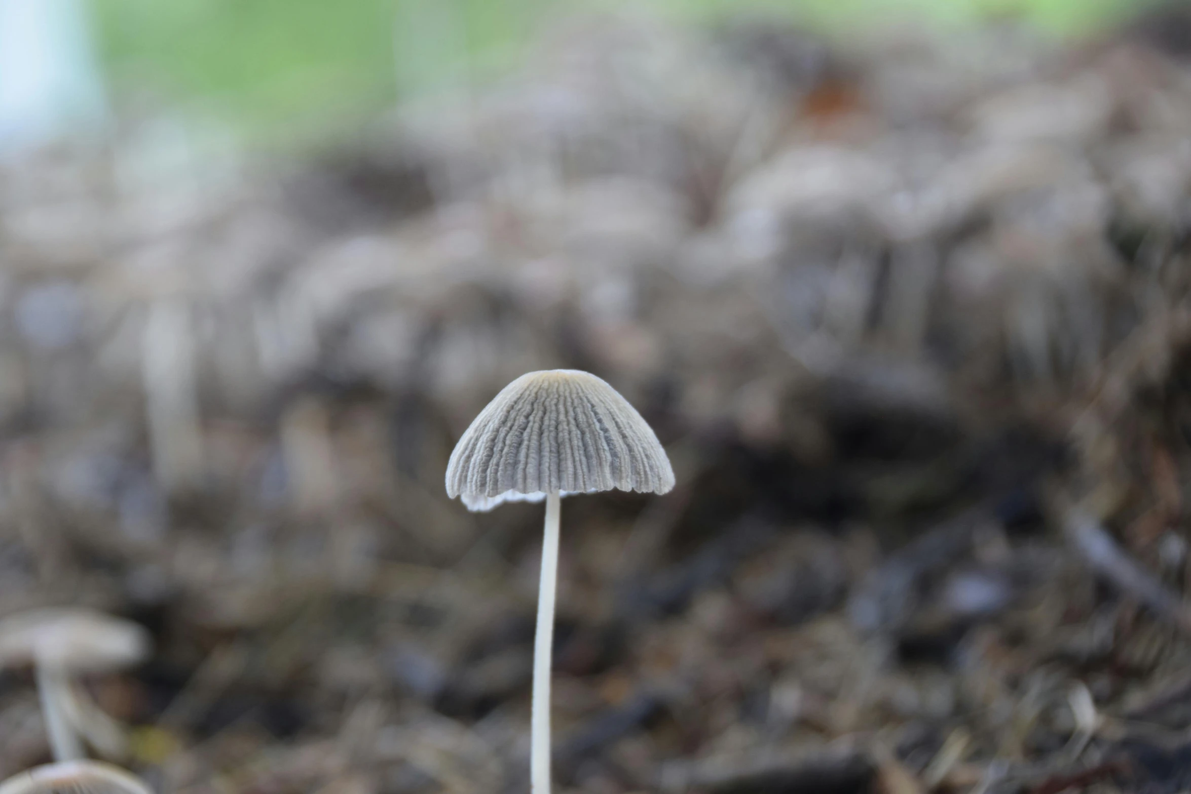 an all alone small mushroom growing on the ground