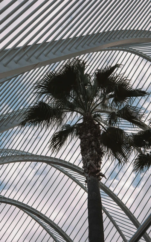 palm tree at the top of an arty building with very tall walls