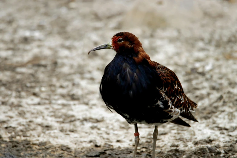 a bird stands on the sandy ground alone