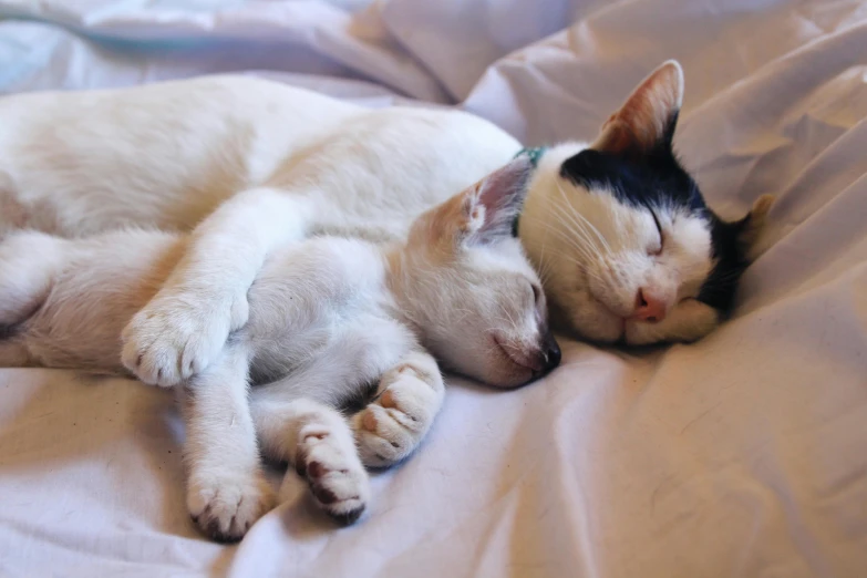 the white kitten is sleeping on a bed