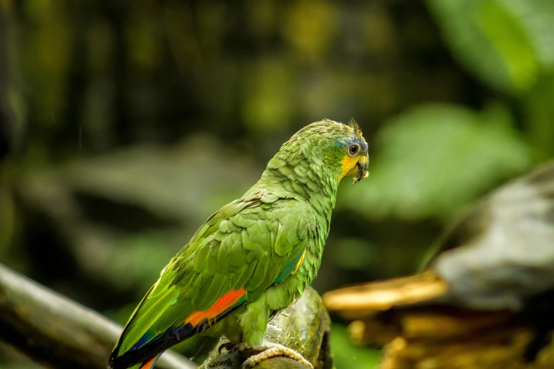 a parrot perched on a stick with green leaves and a mossy area in the background