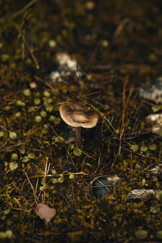 a mushroom in the forest near plants and trees