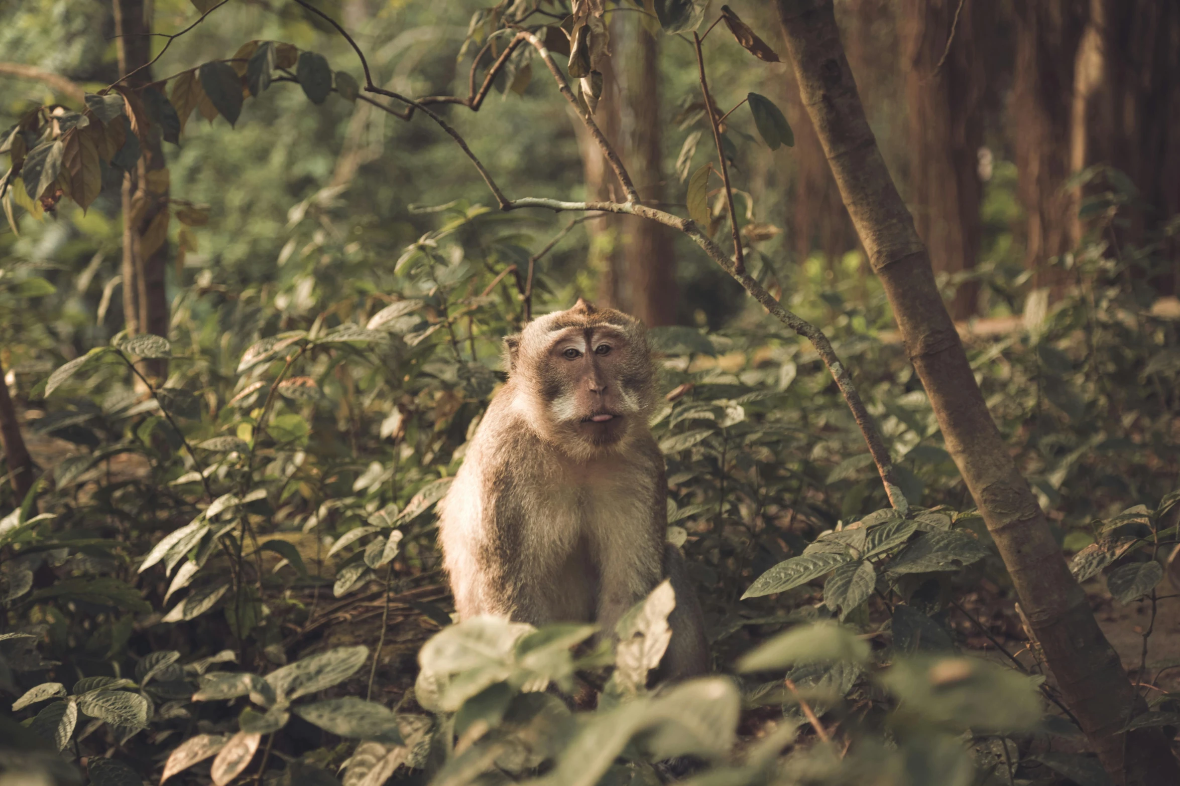 a monkey sitting down in the middle of the woods