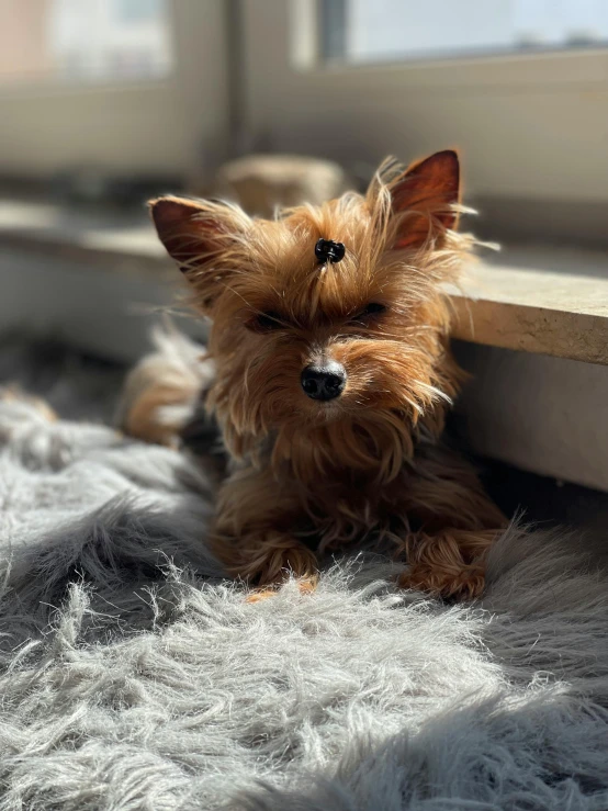 small brown dog sitting by window near fur