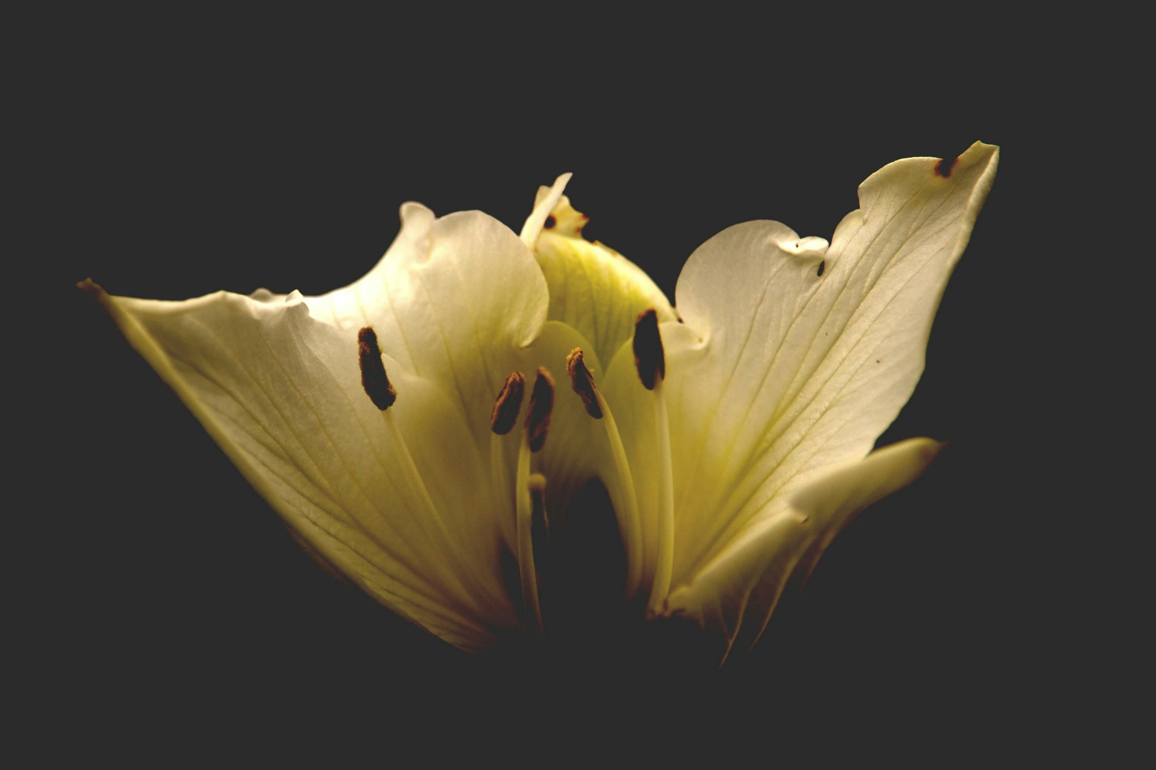 two flowers in the dark with one large flower bud