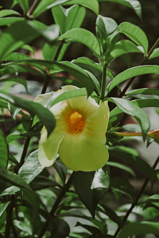 yellow and red flower in the middle of green leaves