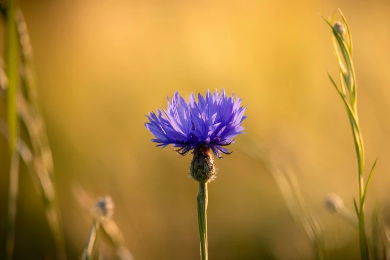 a blue flower that is growing in the grass