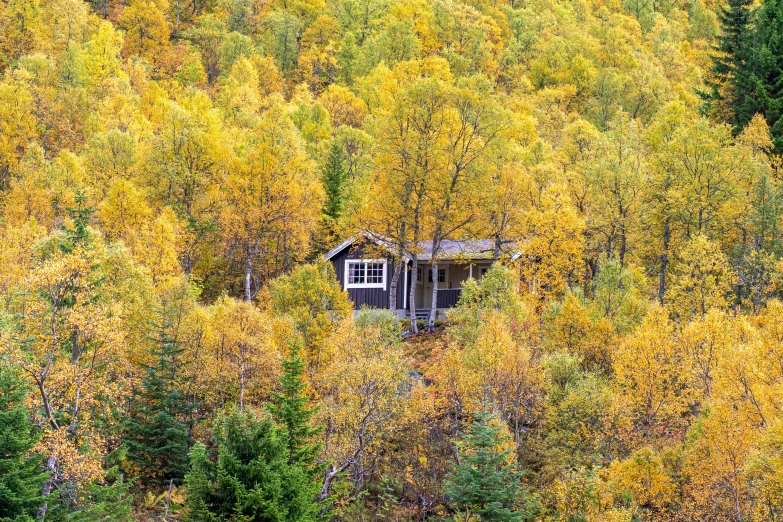 a hut sits amidst the trees in autumn colors