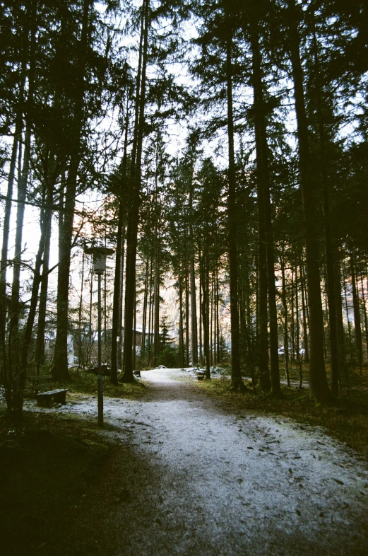 a path runs between two rows of trees