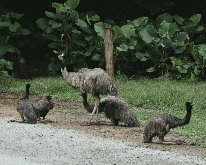 a large ostrich and four smaller ones on the dirt