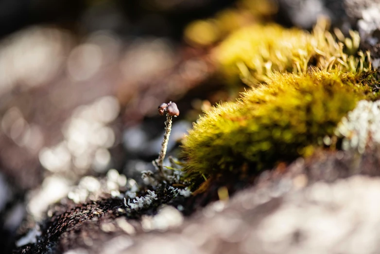 small brown flower sitting on the side of a large hill