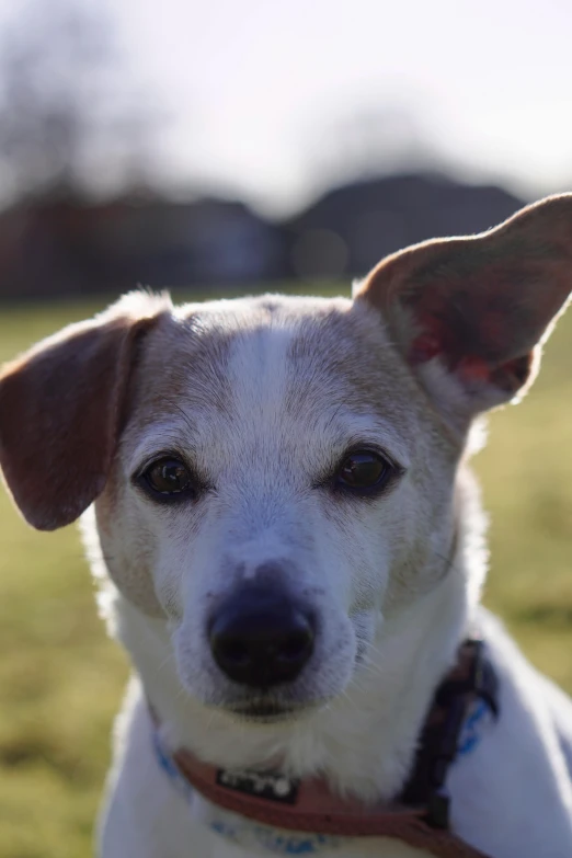 the head and shoulders of a white and brown dog on grass