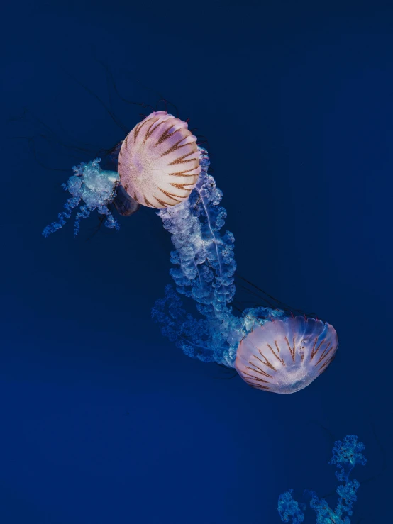 an upside down view of a jelly fish