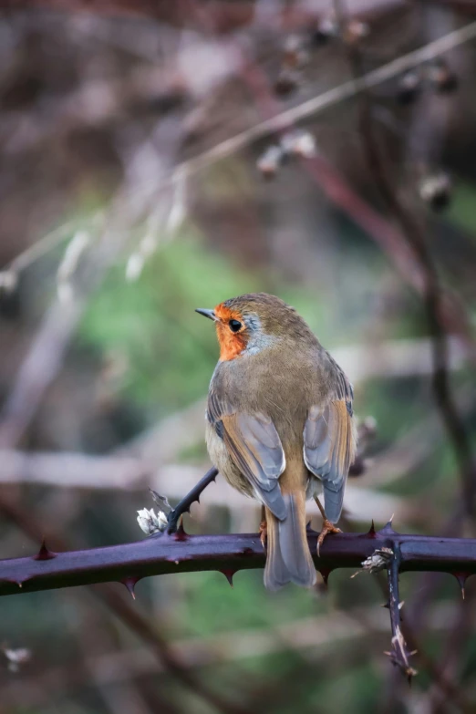 a bird sits on top of a bar