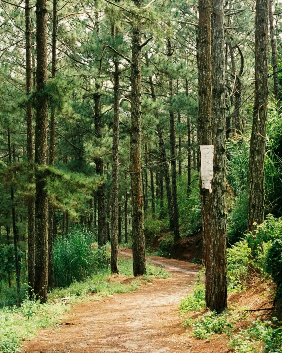 a sign in a pine forest telling hikers to go on a hike