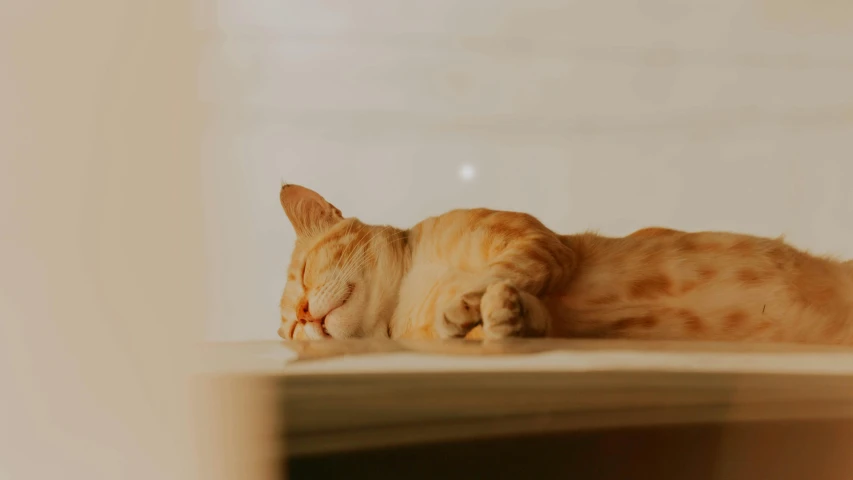 a cat that is laying down on the floor