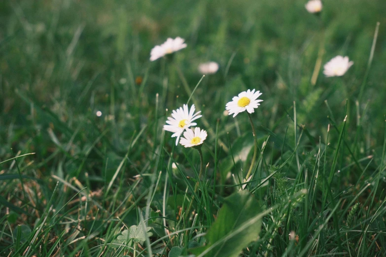 some white daisies in the grass with each flower turning to pink