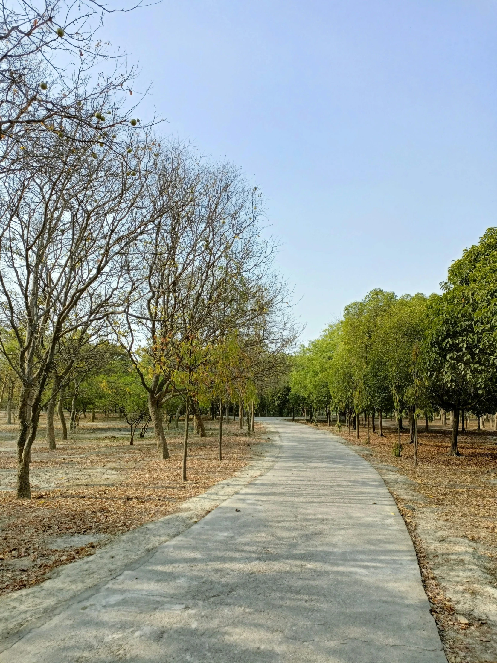 the pathway in the park is empty from any cars