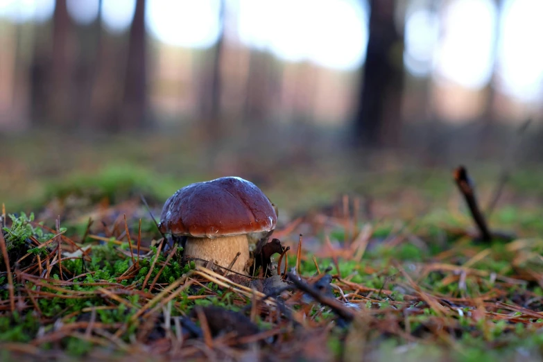 the small mushroom is sitting in the grass